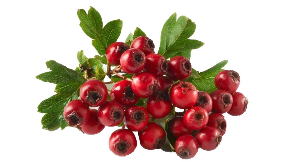 Hawthorn w Tonerin